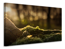 Laden Sie das Bild in den Galerie-Viewer, Leinwandbild Das Moos