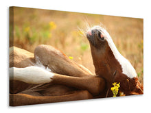 Laden Sie das Bild in den Galerie-Viewer, Leinwandbild Das schlafende Pferd