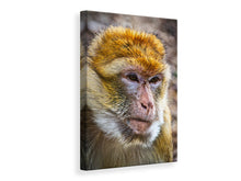 Laden Sie das Bild in den Galerie-Viewer, Leinwandbild Der Berberaffe