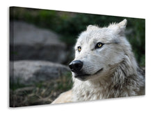 Laden Sie das Bild in den Galerie-Viewer, Leinwandbild Der einsame Wolf