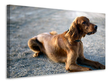 Laden Sie das Bild in den Galerie-Viewer, Leinwandbild Der Irish Setter