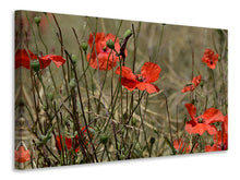Laden Sie das Bild in den Galerie-Viewer, Leinwandbild Der Klatschmohn in der Natur