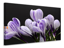 Laden Sie das Bild in den Galerie-Viewer, Leinwandbild Der Krokus