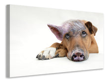 Laden Sie das Bild in den Galerie-Viewer, Leinwandbild Der lustige Schweine Hund