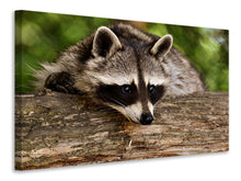 Laden Sie das Bild in den Galerie-Viewer, Leinwandbild Der süsse Waschbär