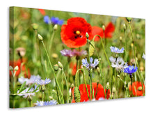 Laden Sie das Bild in den Galerie-Viewer, Leinwandbild Der wilde Mohn XL