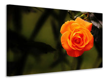Laden Sie das Bild in den Galerie-Viewer, Leinwandbild Die Blüte der Rose