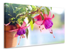 Laden Sie das Bild in den Galerie-Viewer, Leinwandbild Die Fuchsien