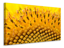 Laden Sie das Bild in den Galerie-Viewer, Leinwandbild Die Knospen der Sonnenblume in XXL