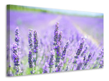Laden Sie das Bild in den Galerie-Viewer, Leinwandbild Die Lavendelblüte