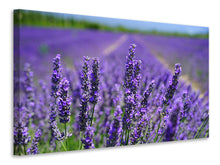 Laden Sie das Bild in den Galerie-Viewer, Leinwandbild Die Lavendelblüten