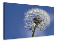 Laden Sie das Bild in den Galerie-Viewer, Leinwandbild Die Pusteblume in XXL