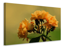 Laden Sie das Bild in den Galerie-Viewer, Leinwandbild Die Rosen in der Natur