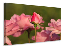 Laden Sie das Bild in den Galerie-Viewer, Leinwandbild Die Rosenknospe