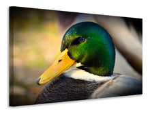 Laden Sie das Bild in den Galerie-Viewer, Leinwandbild Die Stockente