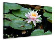 Laden Sie das Bild in den Galerie-Viewer, Leinwandbild Die stolze Seerose