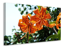 Laden Sie das Bild in den Galerie-Viewer, Leinwandbild Die wilden Tiger-Lilien