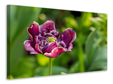 Laden Sie das Bild in den Galerie-Viewer, Leinwandbild Dunkle Tulpe in der Natur