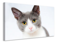 Laden Sie das Bild in den Galerie-Viewer, Leinwandbild Edle Katze