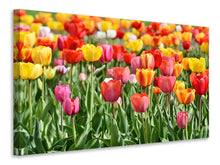 Laden Sie das Bild in den Galerie-Viewer, Leinwandbild Ein buntes Tulpenfeld