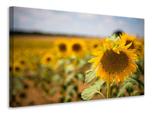 Laden Sie das Bild in den Galerie-Viewer, Leinwandbild Eine Sonnenblume im Feld