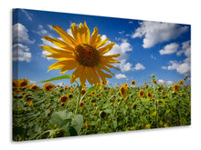 Laden Sie das Bild in den Galerie-Viewer, Leinwandbild Eine Sonnenblume unter vielen