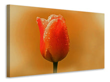 Laden Sie das Bild in den Galerie-Viewer, Leinwandbild Eine Tulpe im Morgentau