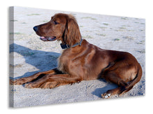 Laden Sie das Bild in den Galerie-Viewer, Leinwandbild Eleganter Irish Setter