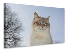 Laden Sie das Bild in den Galerie-Viewer, Leinwandbild Entspannte Katze in der Natur