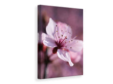 Laden Sie das Bild in den Galerie-Viewer, Leinwandbild Entzückende Kirschblüte