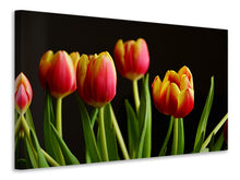 Laden Sie das Bild in den Galerie-Viewer, Leinwandbild Farbenfrohe Tulpen