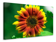 Laden Sie das Bild in den Galerie-Viewer, Leinwandbild Farbenprächtige Sonnenblume