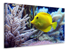 Laden Sie das Bild in den Galerie-Viewer, Leinwandbild Gelber Doktorfisch XL