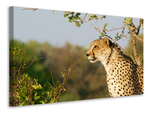 Laden Sie das Bild in den Galerie-Viewer, Leinwandbild Gepard in der Natur