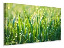 Laden Sie das Bild in den Galerie-Viewer, Leinwandbild Gras mit Morgentau XL