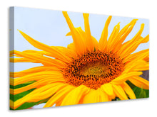 Laden Sie das Bild in den Galerie-Viewer, Leinwandbild Grosse Sonnenblume