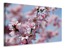 Laden Sie das Bild in den Galerie-Viewer, Leinwandbild Japanische Zierkirsche Close up