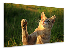Laden Sie das Bild in den Galerie-Viewer, Leinwandbild Katzen Spiel