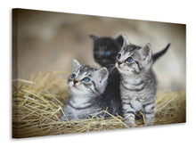 Laden Sie das Bild in den Galerie-Viewer, Leinwandbild Kitten Trio