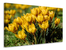 Laden Sie das Bild in den Galerie-Viewer, Leinwandbild Krokusse im Frühling 