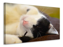 Laden Sie das Bild in den Galerie-Viewer, Leinwandbild Kuschelige Katze