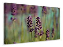 Laden Sie das Bild in den Galerie-Viewer, Leinwandbild Lavendel in XL