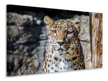 Laden Sie das Bild in den Galerie-Viewer, Leinwandbild Leopard auf der Lauer