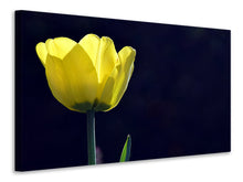 Laden Sie das Bild in den Galerie-Viewer, Leinwandbild Leuchtende Tulpe