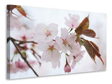 Laden Sie das Bild in den Galerie-Viewer, Leinwandbild Liebliche Japanische Zierkirsche