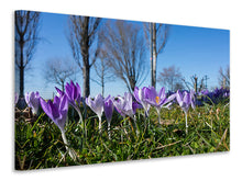 Laden Sie das Bild in den Galerie-Viewer, Leinwandbild Lila Krokus in der Natur