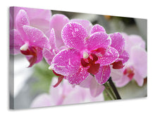 Laden Sie das Bild in den Galerie-Viewer, Leinwandbild Lila Orchideen in der Blüte