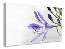 Laden Sie das Bild in den Galerie-Viewer, Leinwandbild Lilien Blüte in lila