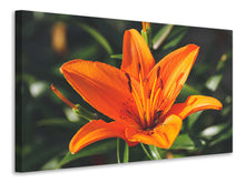 Laden Sie das Bild in den Galerie-Viewer, Leinwandbild Lilien Blüte in orange XL
