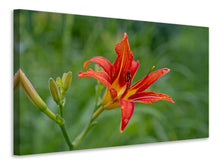 Laden Sie das Bild in den Galerie-Viewer, Leinwandbild Lilienblüte in der Natur